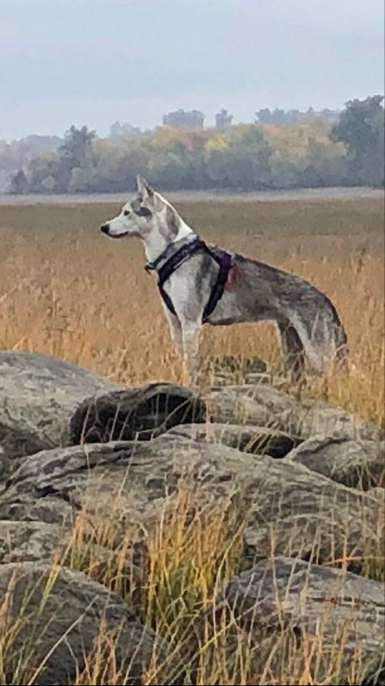 Capsule 10 – Cendrine et sa compagne canine Végane
