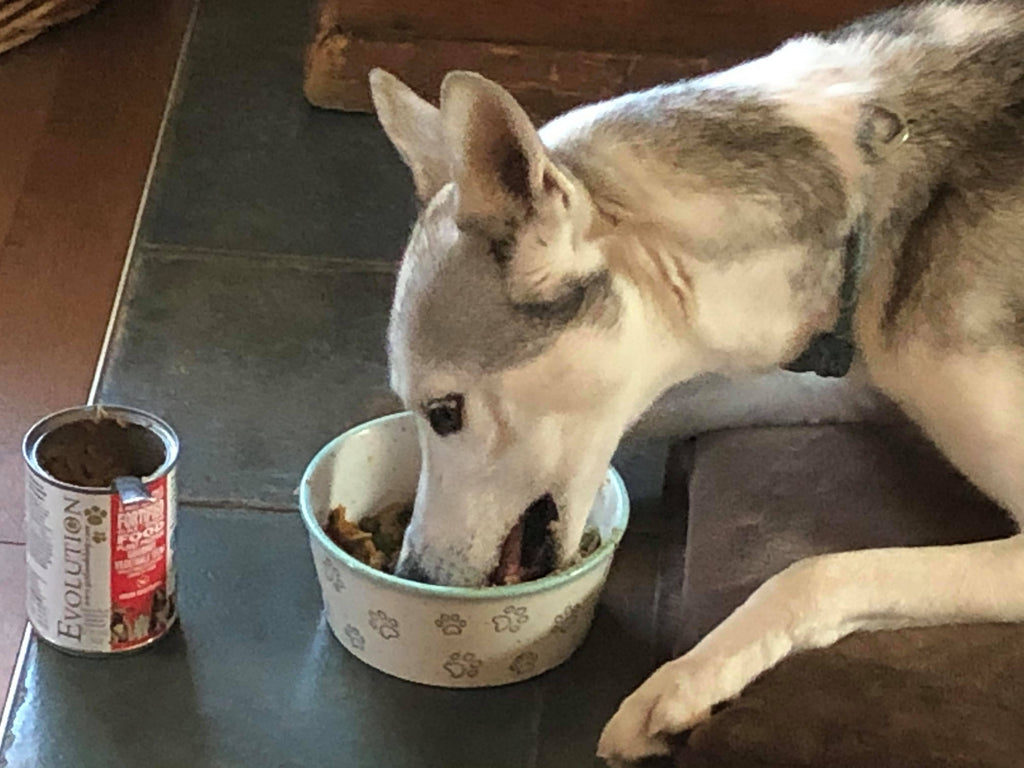 Le véganisme et le microbiote, chez le chien et l’humain - par Cendrine Audet