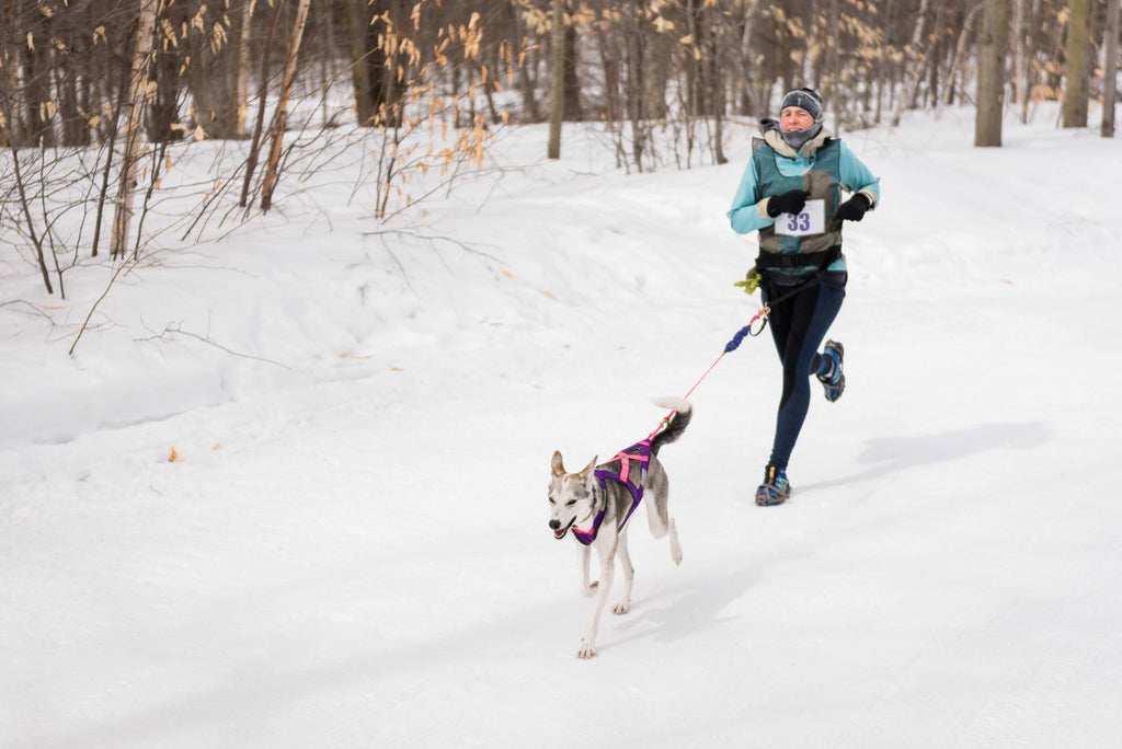 Canicross capsule 2: L'avantage d'être un athlète végane.