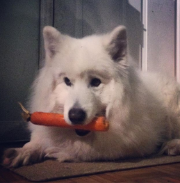 Wolfing Down the Kibble: A Story of Domestic Dogs’ Diets