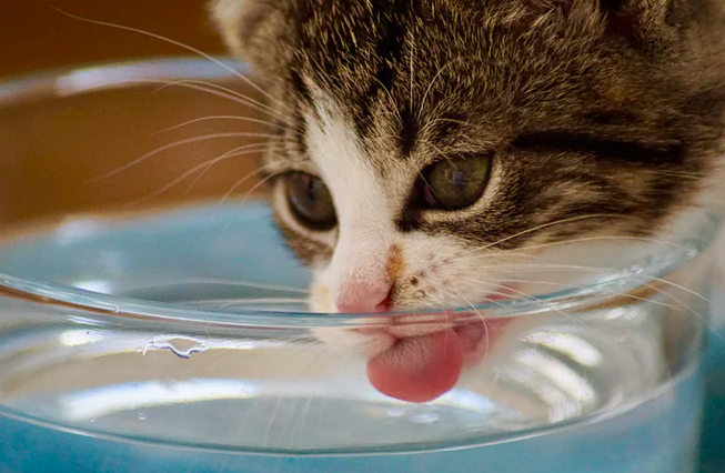 Who’s That Cool Cat (or Dog)? – How to Keep Pets Safe during Summer