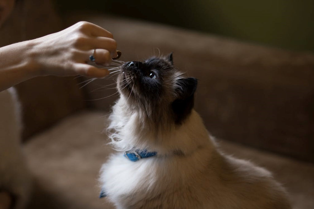 Made With Love : Three Easy Plant-Based Treats for Pets