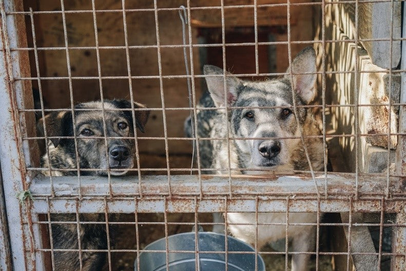 Speak Up Against Breeders!