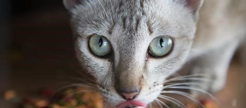 Make Your Own Vegan Cat Food with VegeCat™ Supplement - Part One