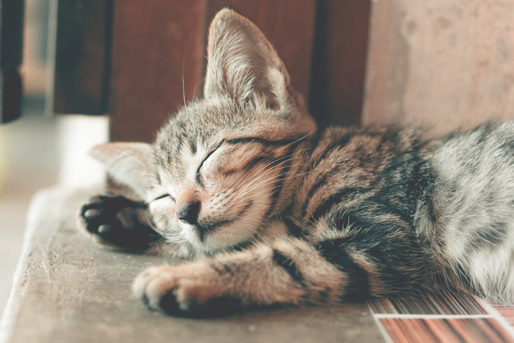Get Ready to Bring Home Your First-Ever Cat or Kitten With These Helpful Tips