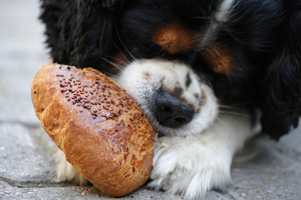 Common Myths About Vegan Pet Nutrition