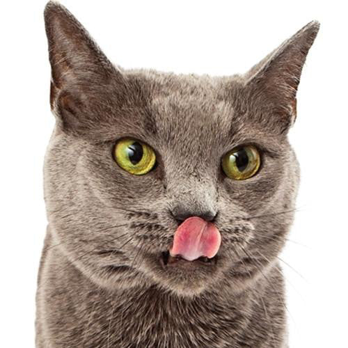 For cats