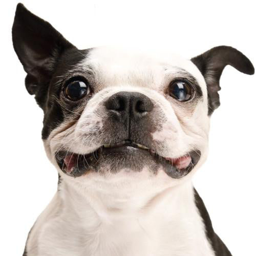 For dogs