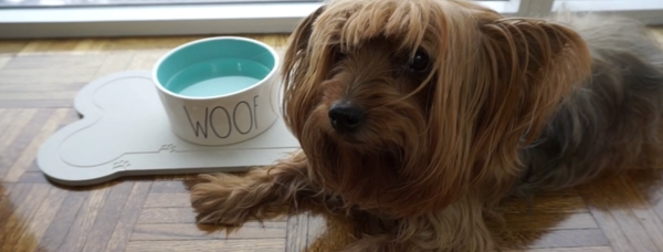 Eco-Friendly Diatomite Drinking Mat for Pets