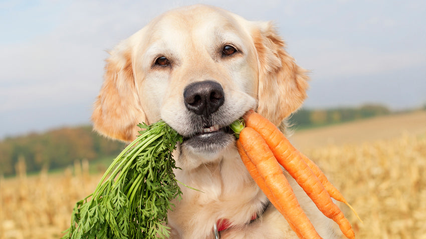 Benefits Of Sweet Potato Treats For Dogs?